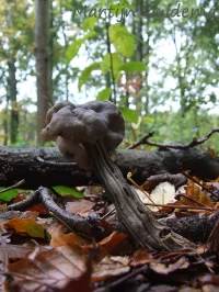 Zwarte kluifzwam [Helvella lacunosa]